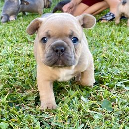 French Bulldog Puppies from Happy French Bulldogs