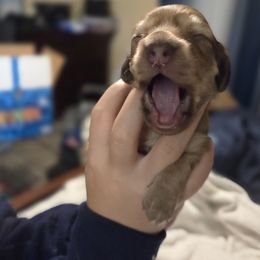 Dachshund Puppies from Mobile Mini Dachshunds