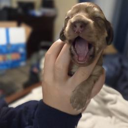 Dachshund Puppies from Mobile Mini Dachshunds