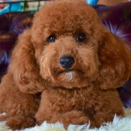 Cavapoos from Disco Dogs Cavapoos