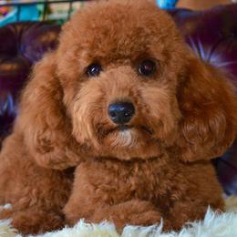 Cavapoos from Disco Dogs Cavapoos