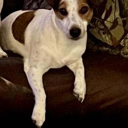 Co-Co - Jack Russell Terrier