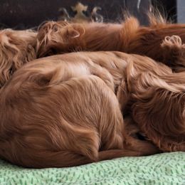 Cavalier King Charles Spaniel Puppies from Empress Cavaliers