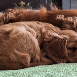 Cavalier King Charles Spaniel Puppies from Empress Cavaliers