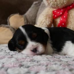 Violet - Tri-color female Cavalier King Charles Spaniel puppy in Marcellus, Michigan from Coolcreek Pets