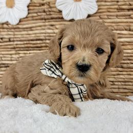 Florence - Apricot female Goldendoodle puppy in Temecula, California from Oodles O'Doodles