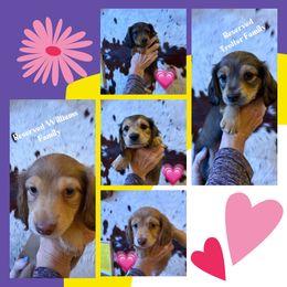 Dachshund Puppies from SchmitZ Dachshunds On The  Concho