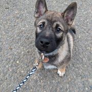 Kishu Ken Puppies from Ourou Sou