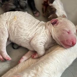 Girl 4 - Cream female Goldendoodle puppy in Kansas City, Missouri from Beary GoldenDoodles