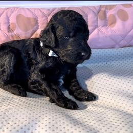 French Bulldog and Poodle Puppies from Dallas Paw Connect