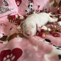 Nutmeg - White and black female Dalmatian puppy in Claremore, Oklahoma from Lotsofdots Dalmatians