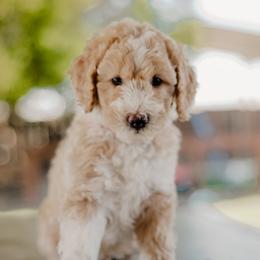 Goldendoodle and Sheepadoodle Puppies from Dooling Doodles