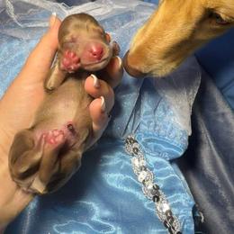 Gus Gus - Chocolate and cream male Dachshund puppy in Mt. Sterling, Kentucky from Decadent Doxies of KY
