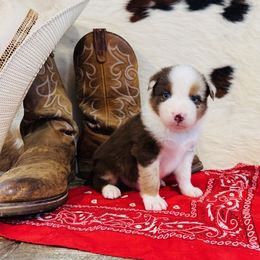 'Nick' - Red merle male Australian Shepherd puppy in Durand, Wisconsin from Larson’s Legacy Aussome Aussie Kennels