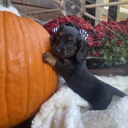 Smokey - Black and tan male Dachshund puppy in Washburn, Tennessee from Clinch Mountain Dachshunds
