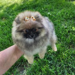 Pomeranian Puppies from POMS USA