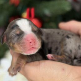 Miss claus - red collar female - Tri-color female Bernedoodle puppy in Yuciapa, California from AlltheDoodlez_