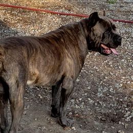 Abel  - Cane Corso