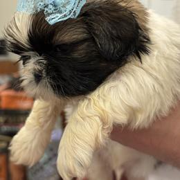 Cinnamon Dream of the Empress - Gold and white male Shih Tzu puppy in Ellicott City, Maryland from Dr. Dmitriy Kurenbin PURE SHIH TZU Puppies