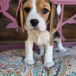 Tillie May - Black tan and white female Beagle puppy in Jerome, Missouri from Beam's Beagles