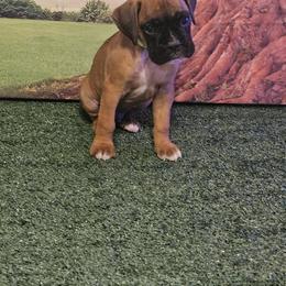 Boxer Puppies from Puppy Patch