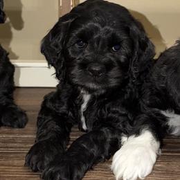 Finn - Black male Cockapoo puppy in Richton, Mississippi from Magnolia Hill Doodles