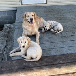 Golden Retriever Puppies from Mia Ragazza Golden Retrievers