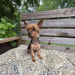 Kiki - Yorkshire Terrier