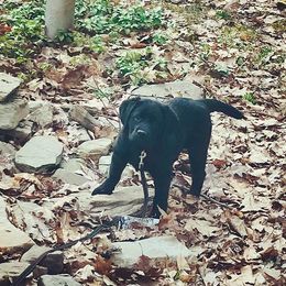 Labrador Retriever Puppies from Outside Labrador Retrievers