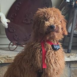 Brieux Carre - Labradoodle