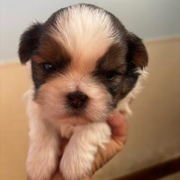 Girl 2 - Black gold and white female Shih Tzu puppy in Manlius, New York from Dorothy Agrippino's Shih Tzus