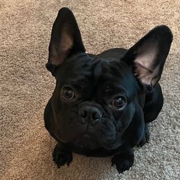 Batman - French Bulldog
