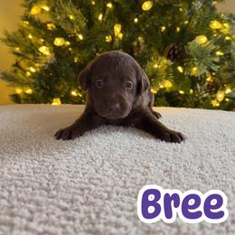 Bree - Chocolate female Labrador Retriever puppy in Lucasville, Ohio from Backwoods Labradors