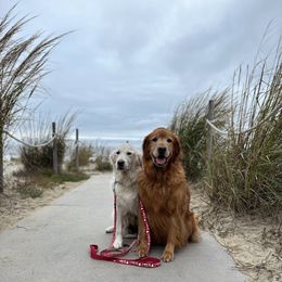 Golden Retriever Puppies from Ruff Life Goldens
