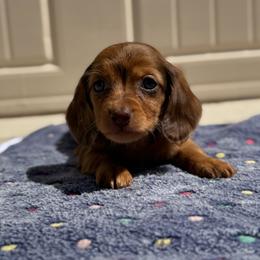 Shaded Red Dapple Male - Dapple male Dachshund puppy in Horizon City, Texas from Micah's Minis