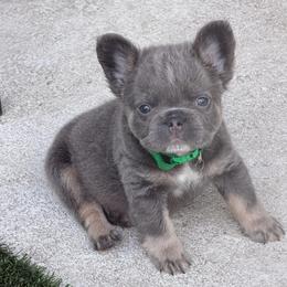 Dax-AKC Fluffy Long Hair - Tricolors male French Bulldog puppy in Palm Coast, Florida from Calypso Island French Bulldogs