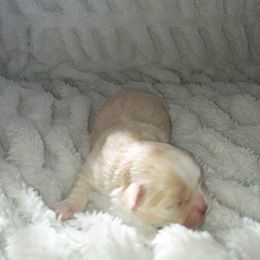 Shih Tzu Puppies from N.F.S.T Imperial ShihTzu Puppies.