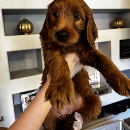 Goldendoodle Puppies from Ireland's Goldendoodles