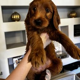 Goldendoodle Puppies from Ireland's Goldendoodles