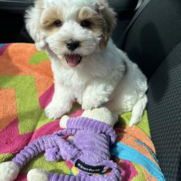 Valentino - Parti male Maltipoo puppy in Deming, Washington from Heavenly Puppies to Love