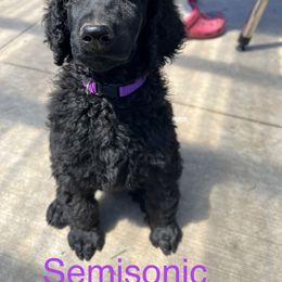 Poodle Puppies from Turkhaven