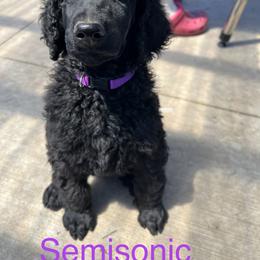 Poodle Puppies from Turkhaven
