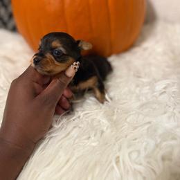 Coco- (Magenta collar) - Black and tan female Yorkshire Terrier puppy in Selden, New York from Alisha's Yorkshire Terriers