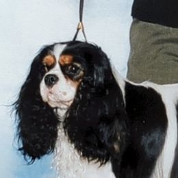 Cavalier King Charles Spaniels from Royal Health Tested