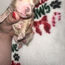 Dior - Apricot female Maltipoo puppy in Apple Valley, California from Boujeepups