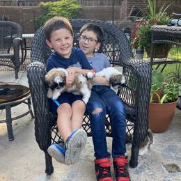 Shih Tzu Puppies from Willow Lane Shih Tzus