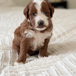 Quincy - Red  female Goldendoodle puppy in Sallisaw, Oklahoma from Huddle Puppies