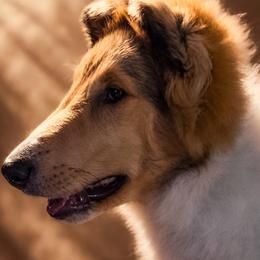 Collie Puppies from Highland Moor Kennel