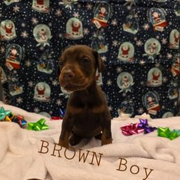 Brown - Red and rust male Doberman Pinscher puppy in Knox, Indiana from Double River Dobermans