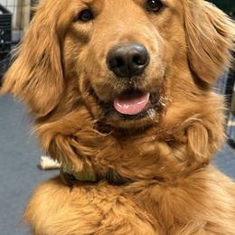 Jexi - Golden Retriever